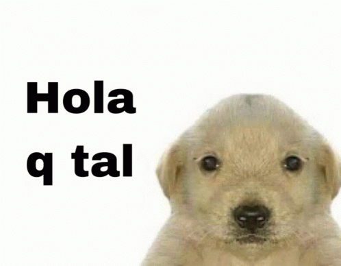 Meme puppy Jotchua saying “Hola q tal” (Hi how u doin)